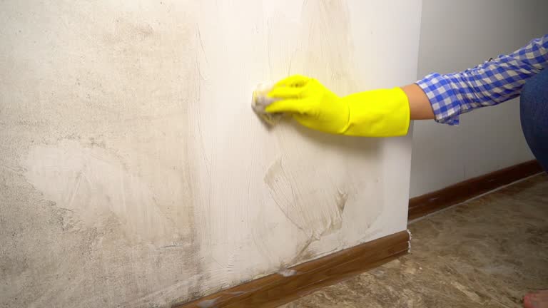 Best Environmental Consulting for Mold Prevention  in Rouse, CA