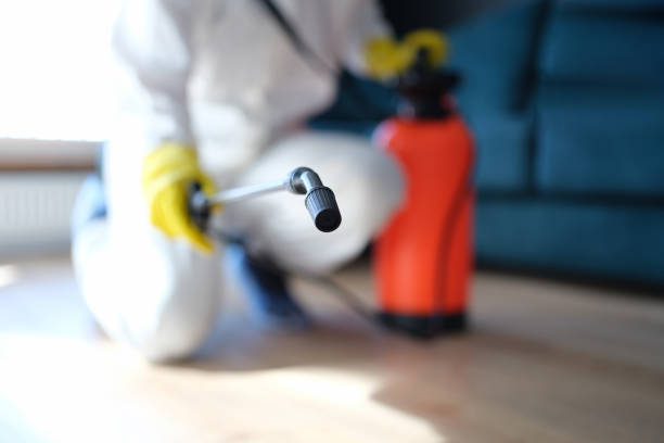 Best Attic Mold Removal  in Rouse, CA